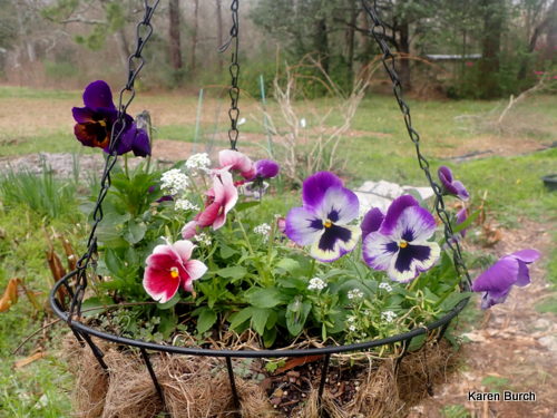 Pansy Mix