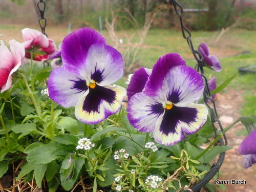 Swiss giant Pansy purple and yellow