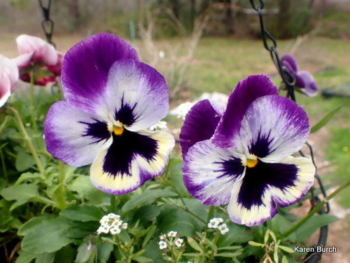 Swiss giant Pansy purple and yellow