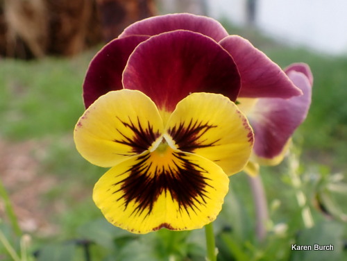 Burgundy and Yellow Pansy