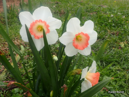 Pink Daffodil Collection