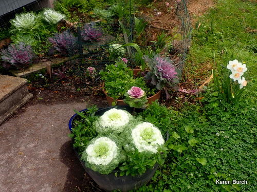 Ornamental Cabbage with Pink Mix Daffodils
