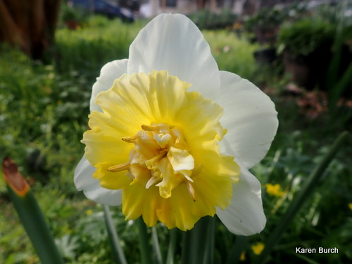 Yellow Double Daffodil