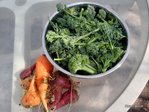 Broccoli and Multi colored carrots