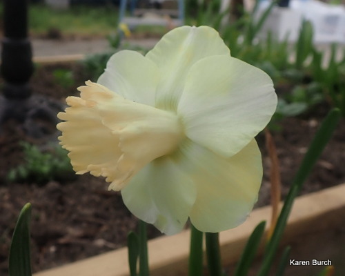 Pale Peach and yellow Daddodil