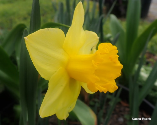 Yellow Daffodil