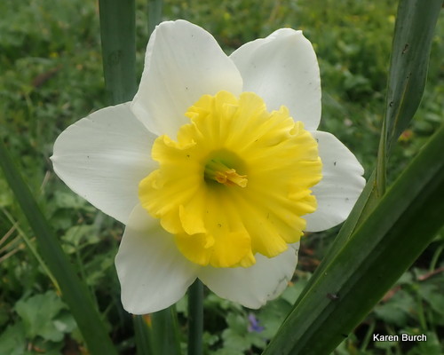 Yellow and White frilly daffodil