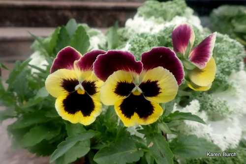Burgundy and Yellow Pansy
