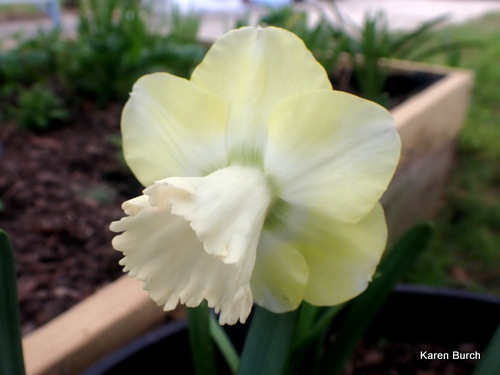 Daffodil Mix from Brecks pastel peach and light yellow