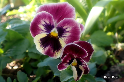 Swiss Giant Pansy