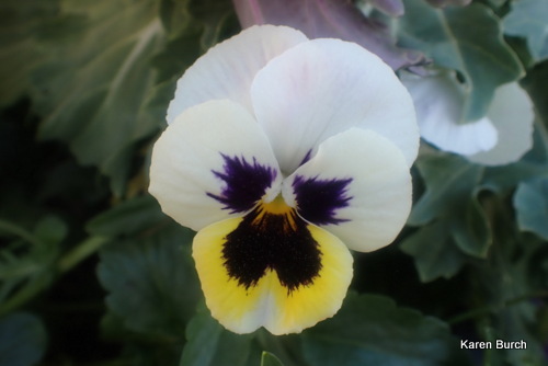 Purple yellow and white pansy