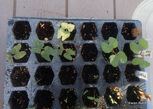 Japanese Morning glory Seedlings