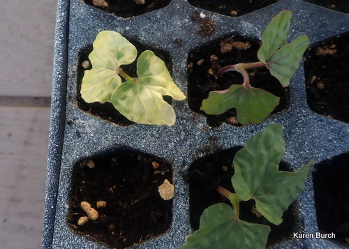 Japanese Morning glory Seedlings