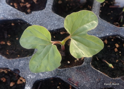 Japanese Morning glory Seedling