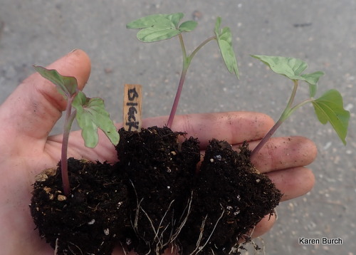 Japanese Morning glory Seedlings