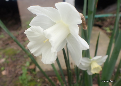 Pure white daffodil from Brecks