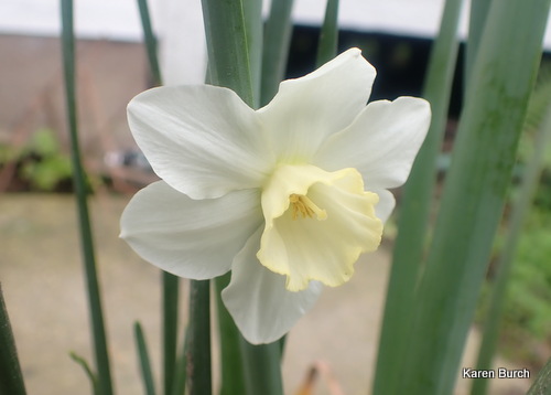 Jonquil light yellow trumpet with white petals
