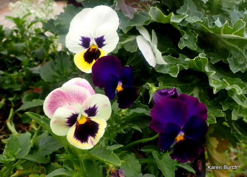 Swiss giant Mix and Blue violet pansies