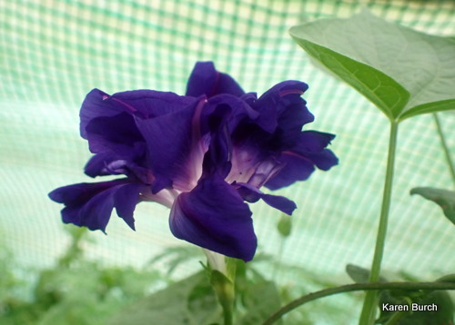 Purple Hige Japanese Morning Glory