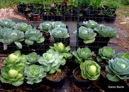 Container Grown Cabbage Almost Ready
