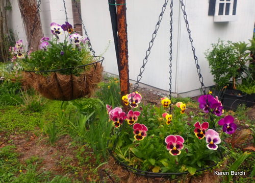 Swiss Giant Pansies in a Hanging Basket