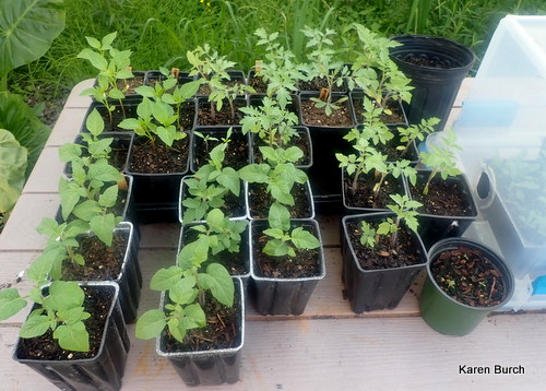 Dwarf Tomato and Regular tomato seedlings