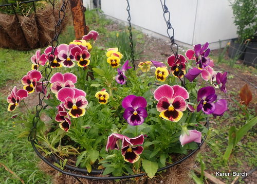 Swiss giant Pansy in Hanging Baskets