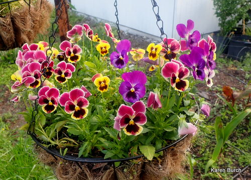 Swiss giant Pansy in Hanging Baskets