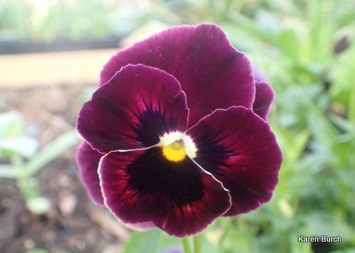 Swiss giant Pansy Burgundy