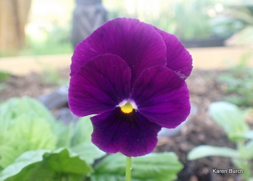 Purple viola