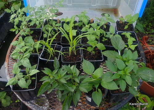 Tomato and pepper seedlings getting bigger