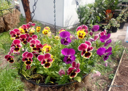 Swiss giant Pansy in Hanging Baskets