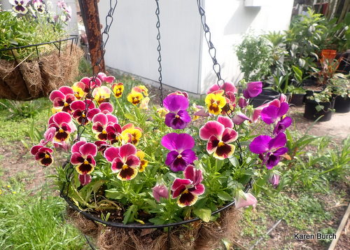 Swiss giant Pansy in Hanging Baskets