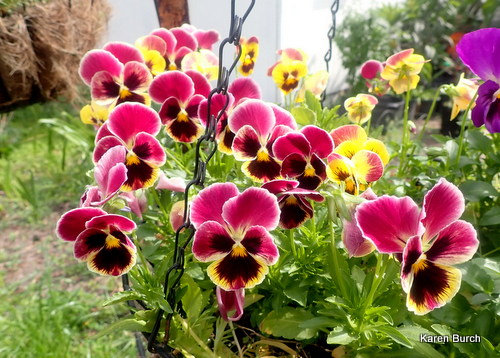 Swiss giant Pansy in Hanging Baskets