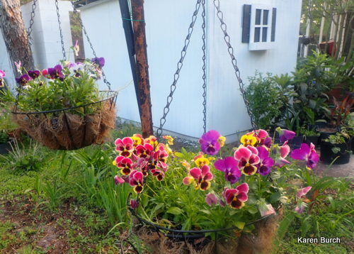 Swiss giant Pansy in Hanging Baskets