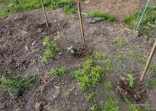 4 Seedlings from the giant sunflower last year