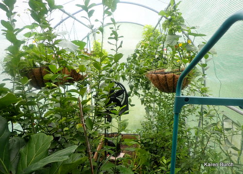 Greenhouse full of fruit trees