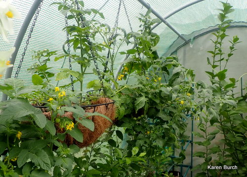 Greenhouse full of fruit trees, hanging basket tomatoes