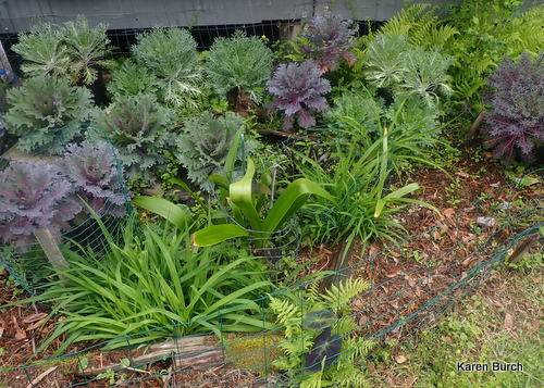 Some of my ornamental cabbage started from seeds