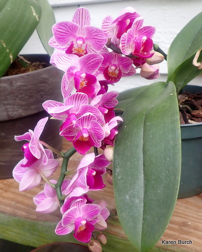 Pretty Fuschia Orchid