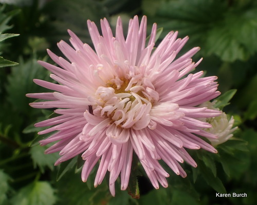 Ferry Morse Pastel color Mix Review