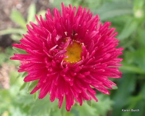 Ferry Morse Pastel color Mix Review