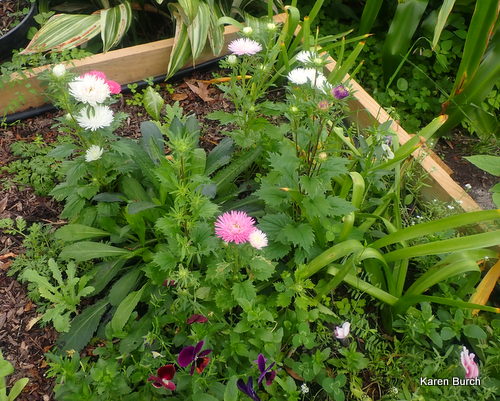 Ferry Morse Pastel color Mix Review