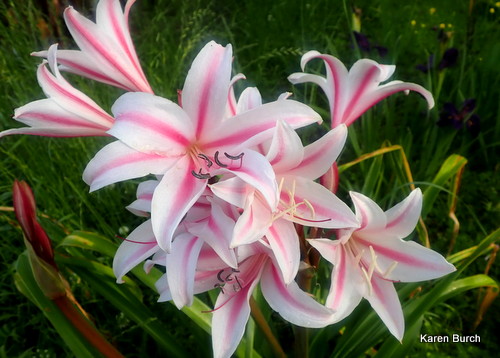 Milk and Wine Crinum Lily