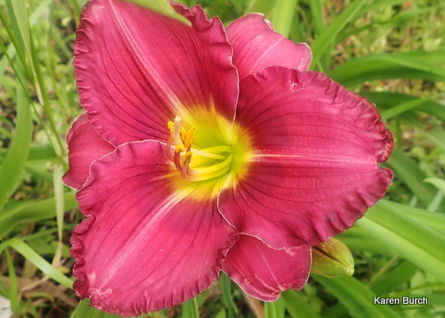 Daylily seedling Pretty Dark Pink