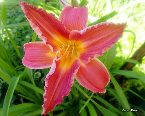 Daylily seedling Pink Shading to Orange Star