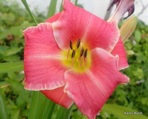 Daylily Seedling Light Pink
