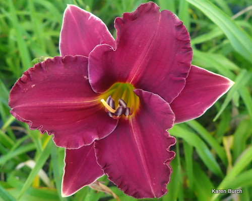 Daylily seedling Burgundy