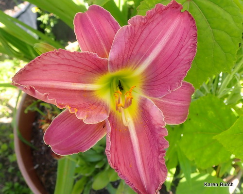 Daylily seedling Pink with Mauve shadings