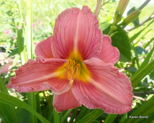 Daylily Seedling Pink Mauve